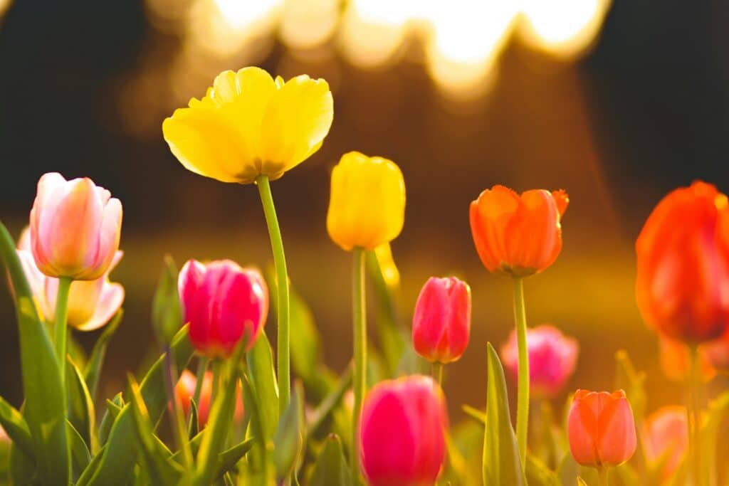 fete de la tulipe
