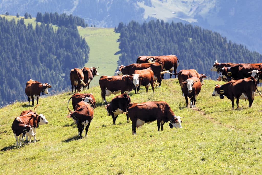alpine landscape with cows