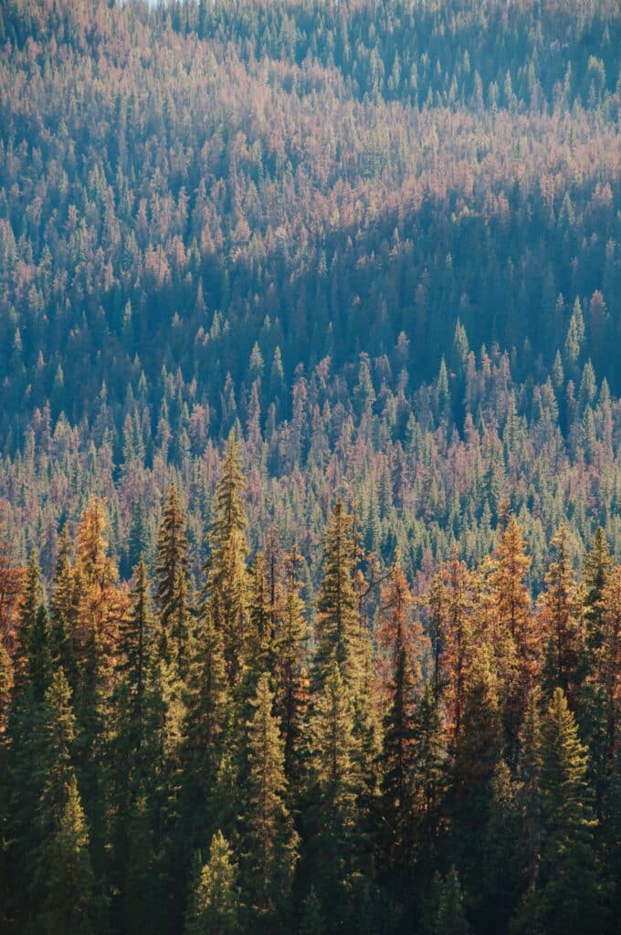 Vertical aerial shot of the pine forest during the daytime